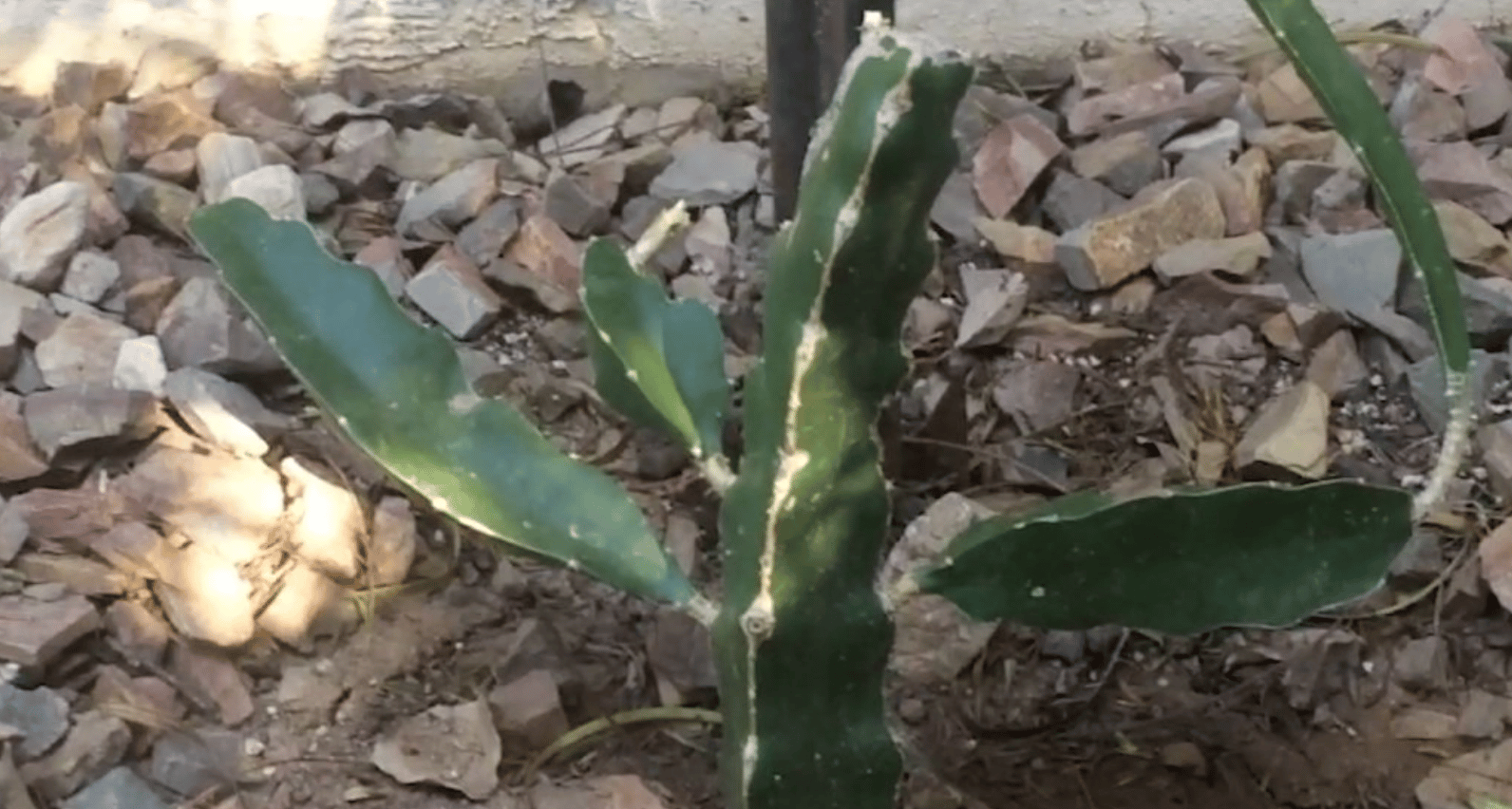 How to Grow and Care Dragon Fruit 5 Dragon Fruit Cuttings in Garden Soil