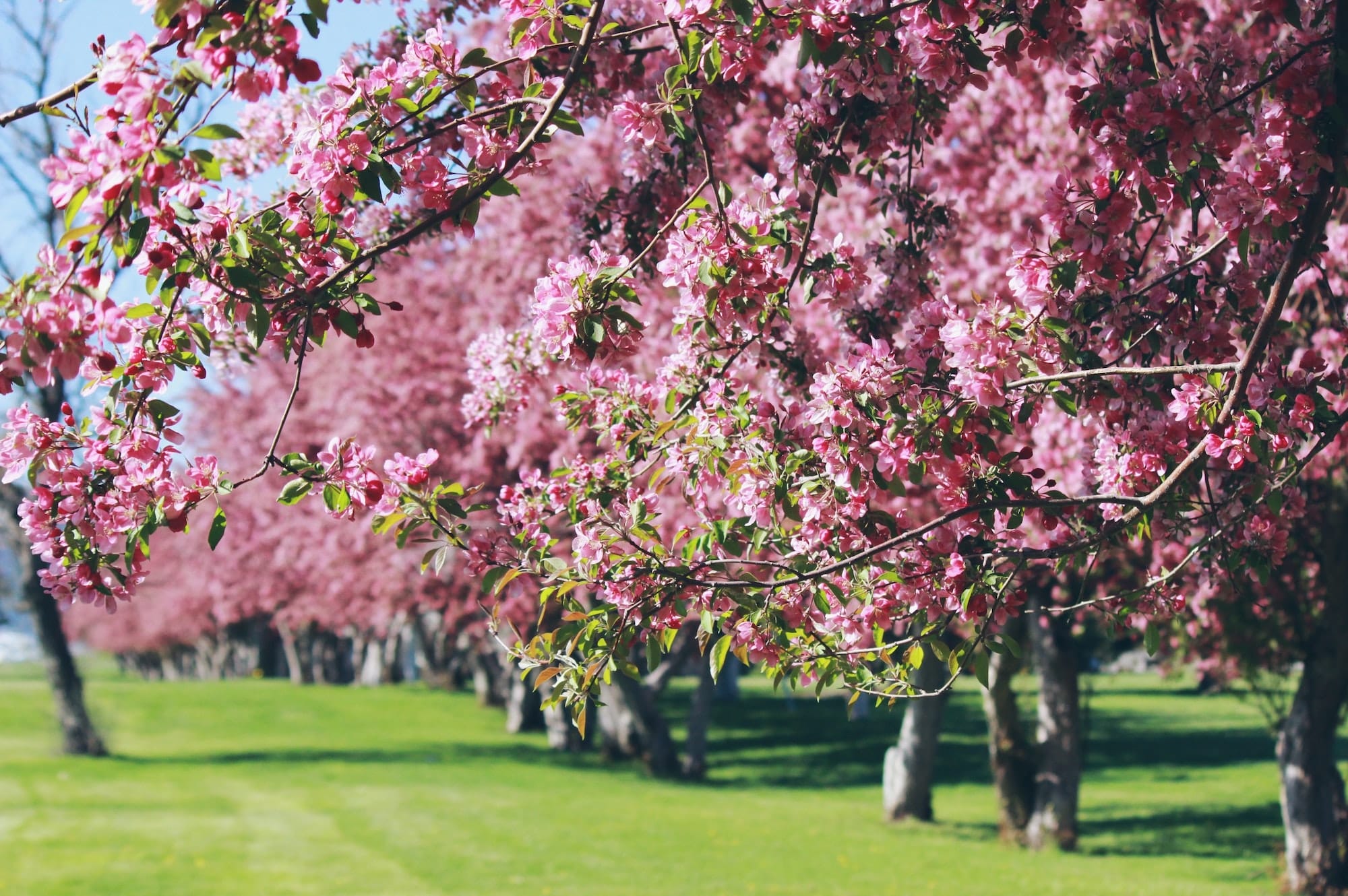 how-to-grow-weeping-cherry-tree