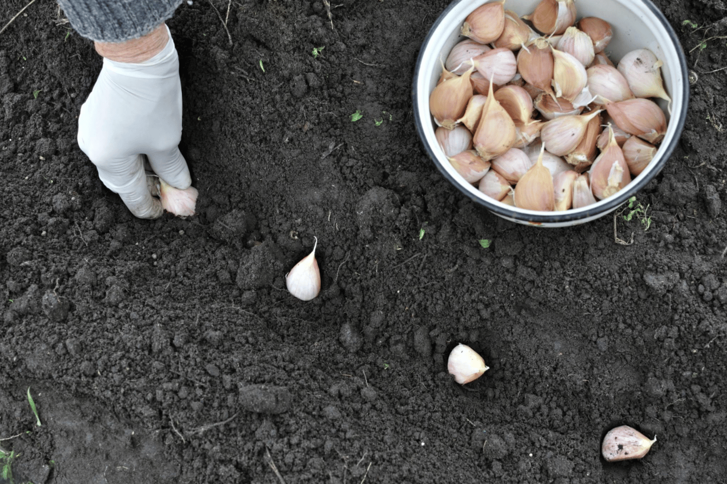 Grow garlic Plant
