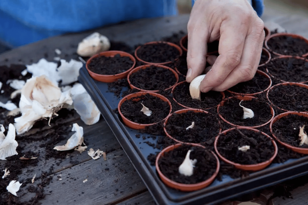 Grow garlic Plant