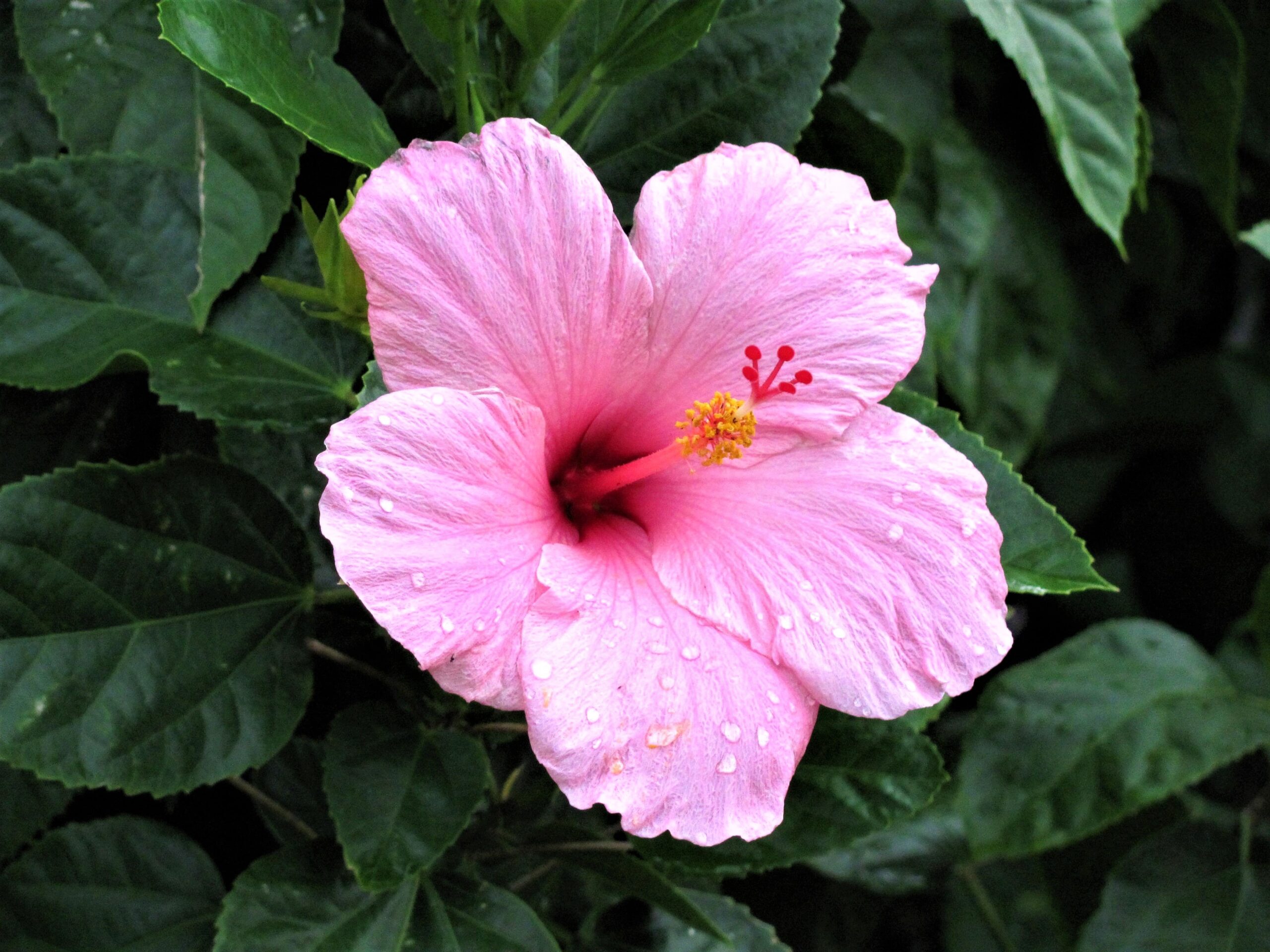 25 Beautiful Hibiscus Varieties to Grow at Home 4 Hibiscus Tree Varieties