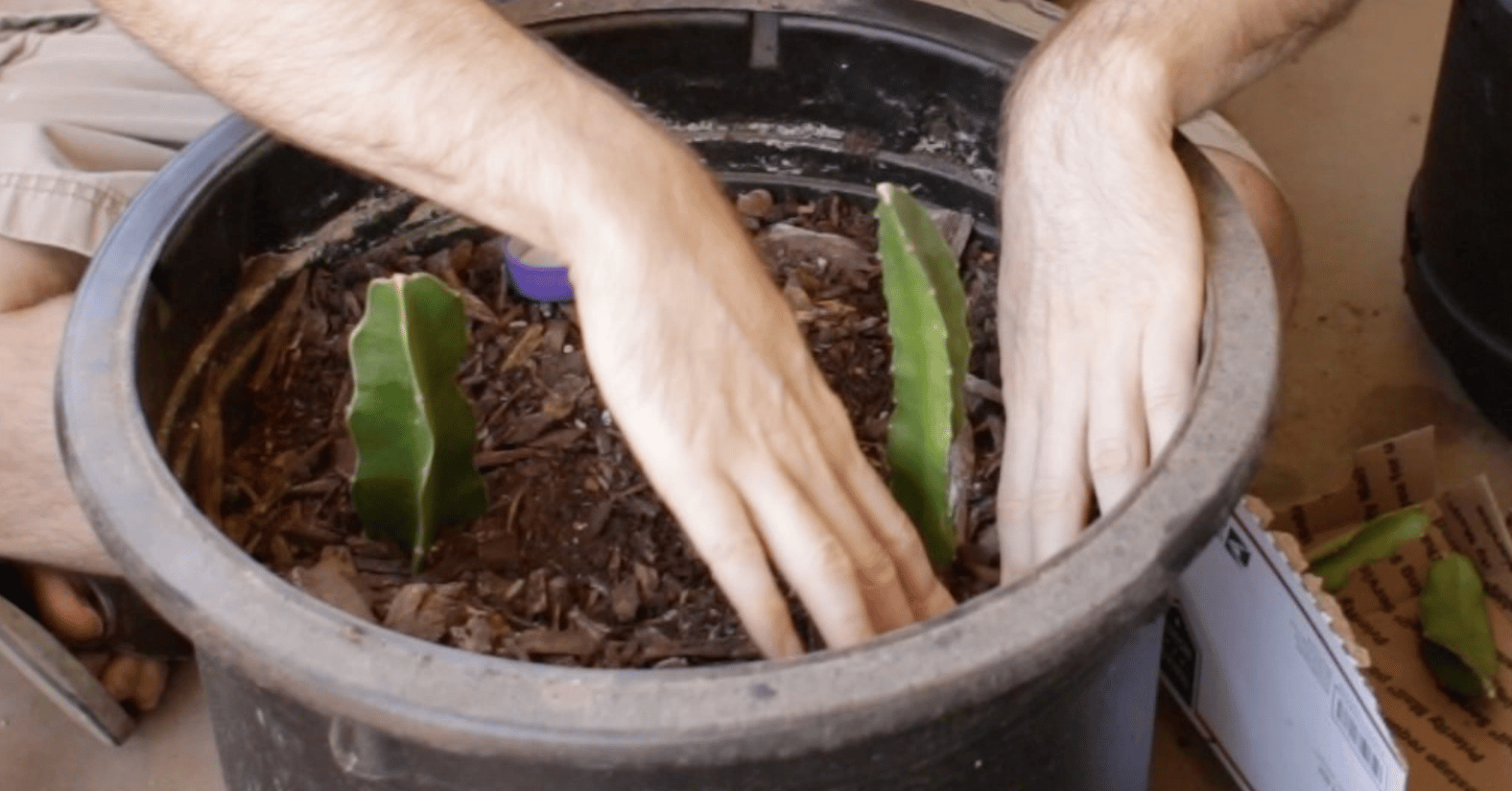 Put Dragon Fruit Cuttings in Soil