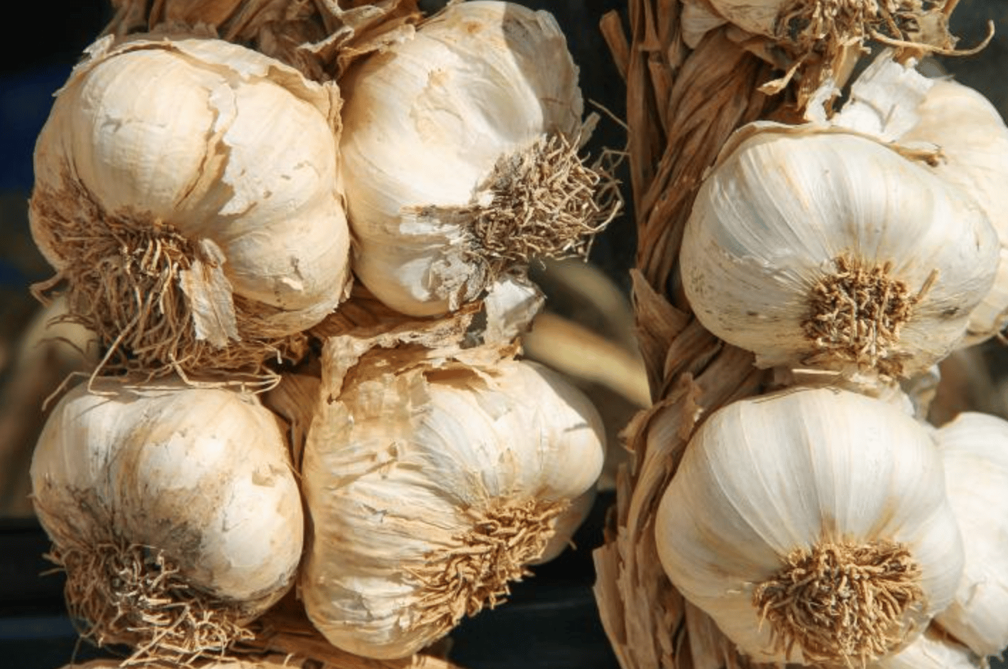 Store garlic