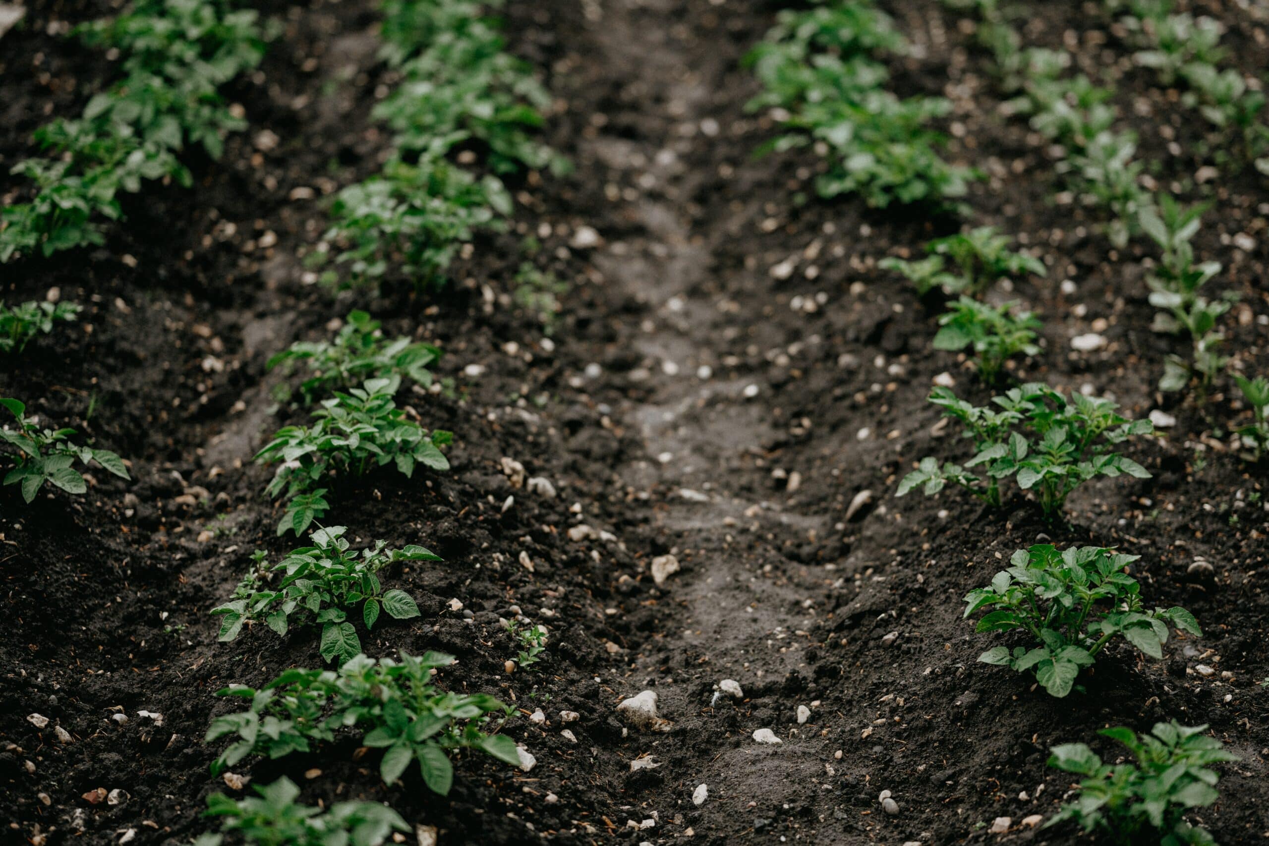 How to Plant, Grow and Harvest Potatoes 4 how to grow potatoes
