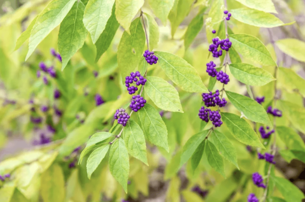 how to grow american beautyberry shrub indoors