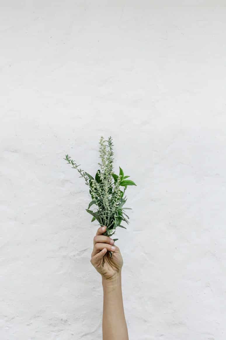 grow epazote herb