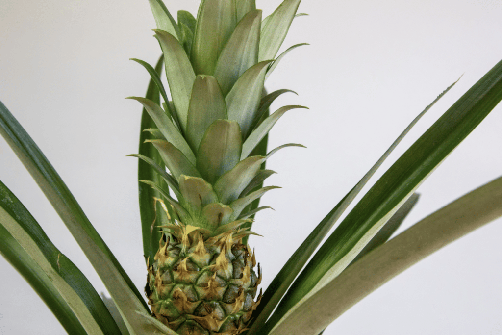 grow pineapple fruit