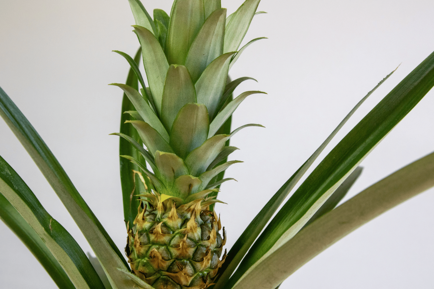 How To Plant Grow And Care A Pineapple 3266