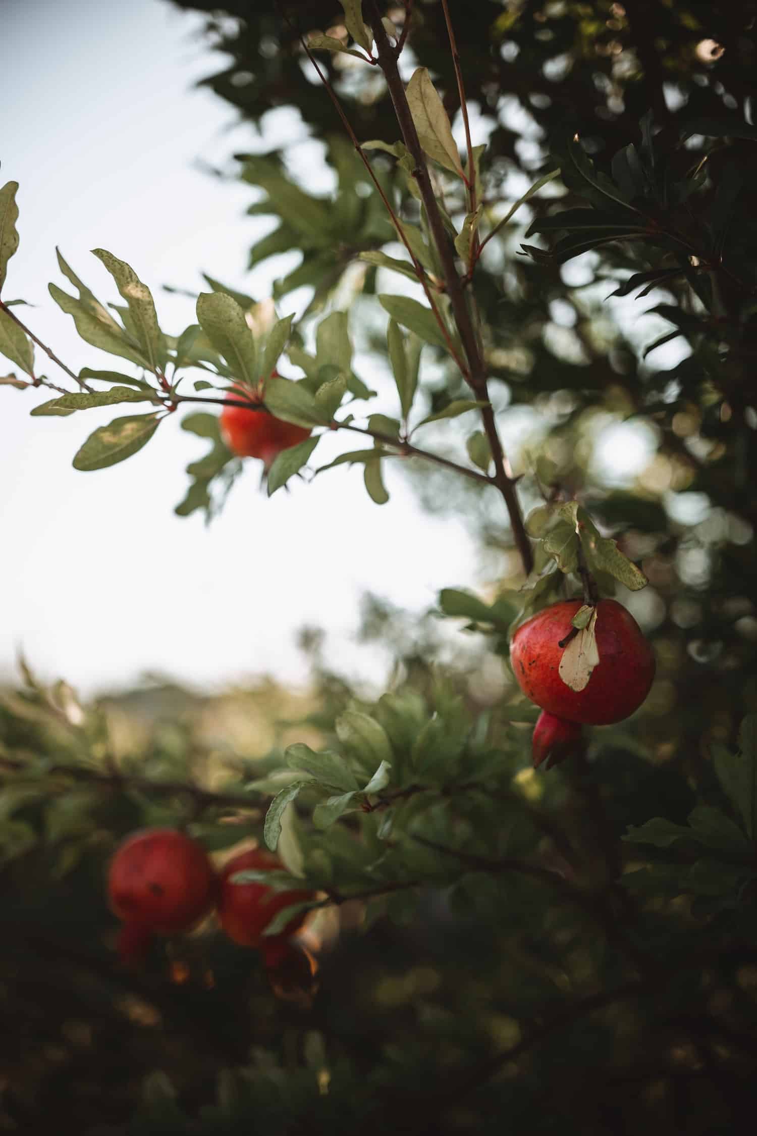 grow pomegranate tree