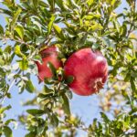 grow pomegranate tree