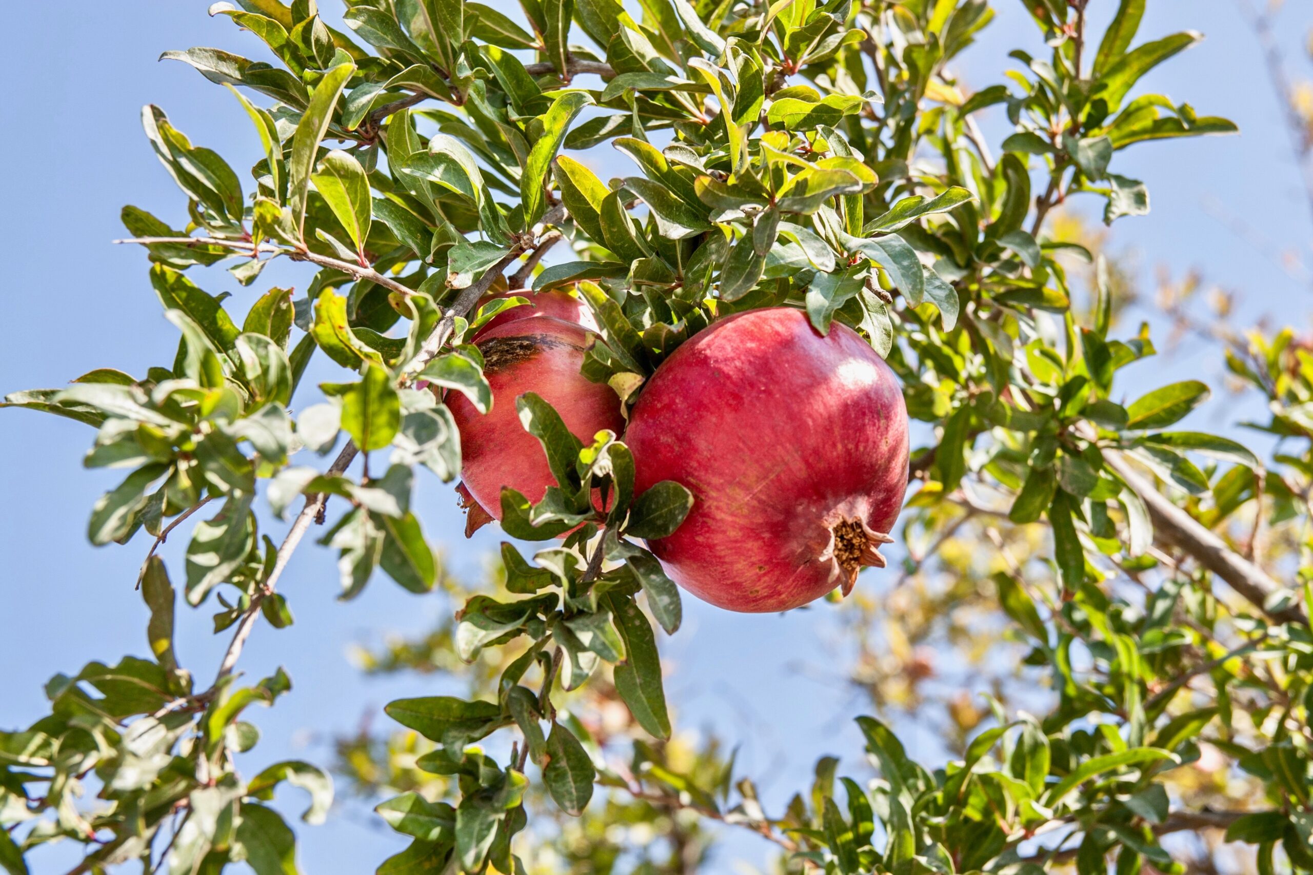 grow pomegranate tree