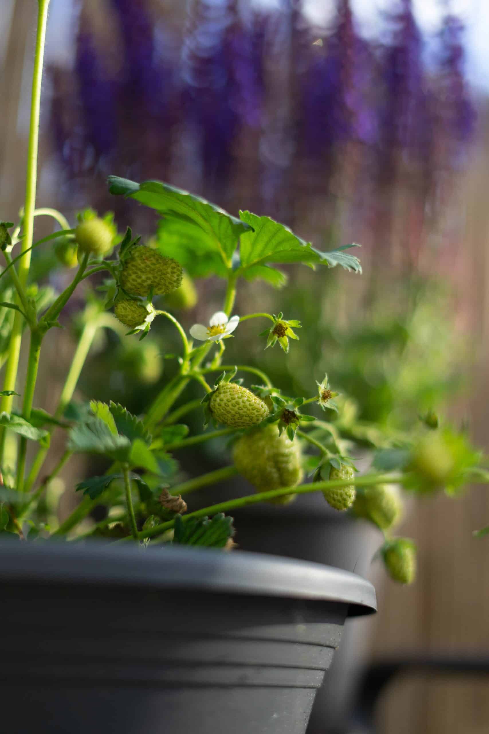 grow strawberries in planters
