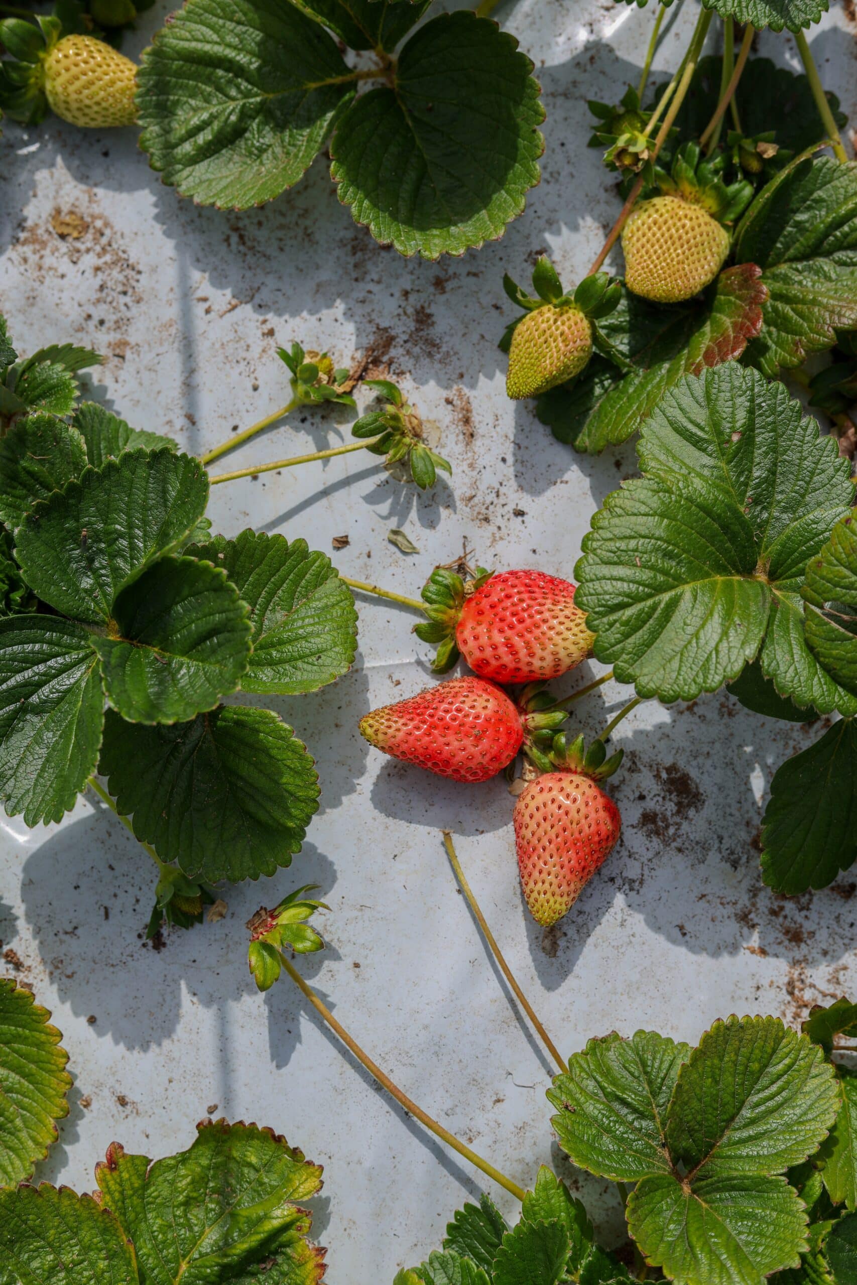 grow strawberries in planters