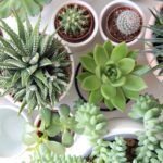 how to propagate succulents