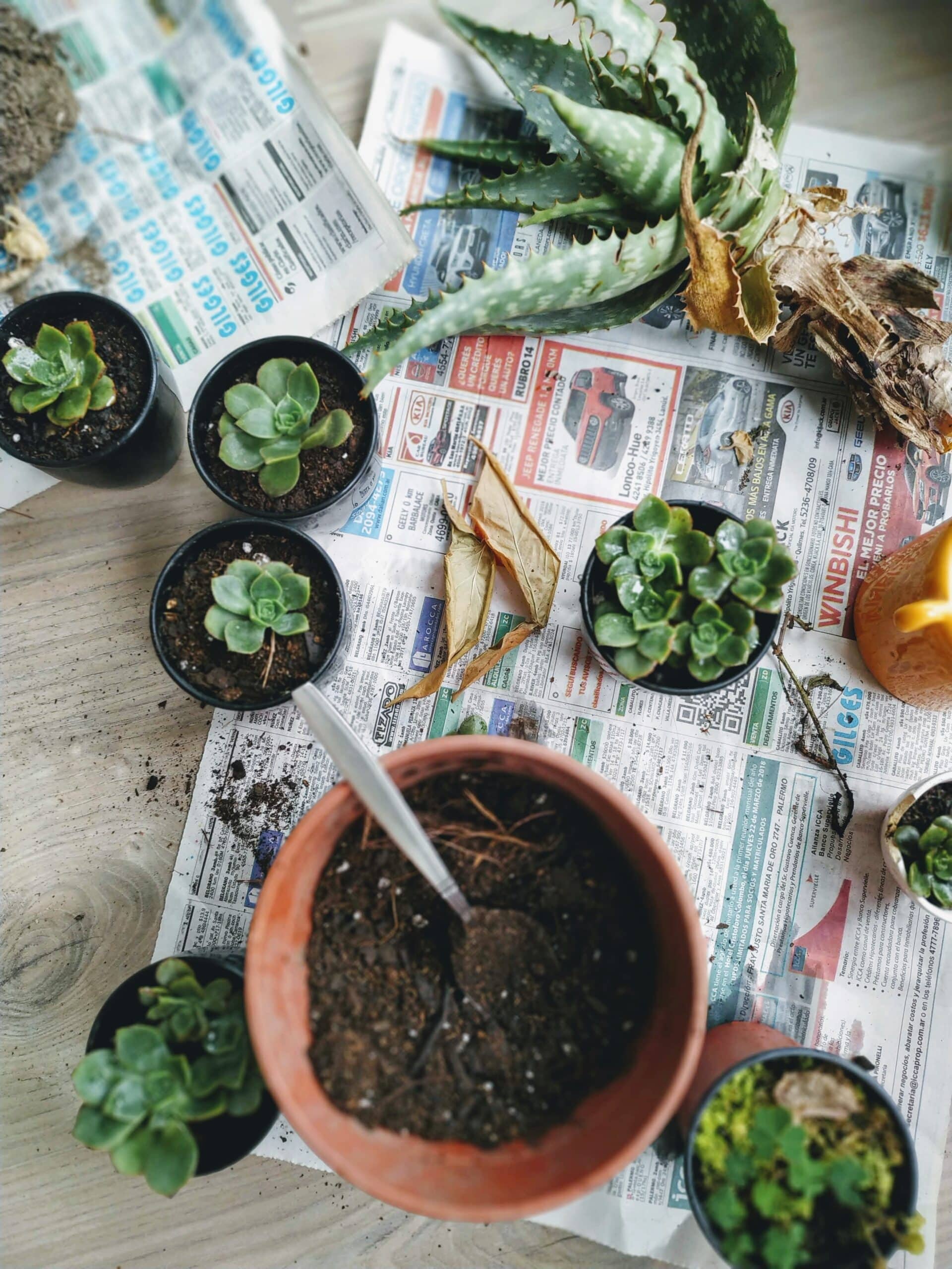 how to propagate succulents