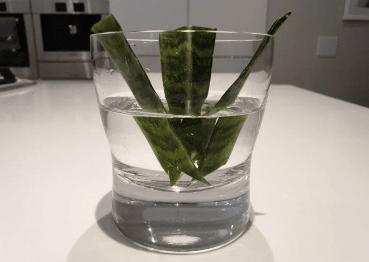 propagate snake plant in water