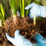 propagate snake plants by rhizome