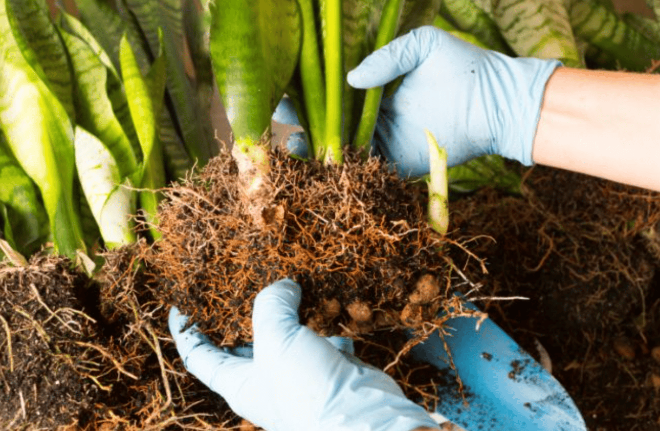 propagate snake plants by rhizome