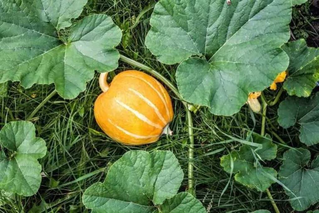 answered-are-pumpkin-leaves-edible