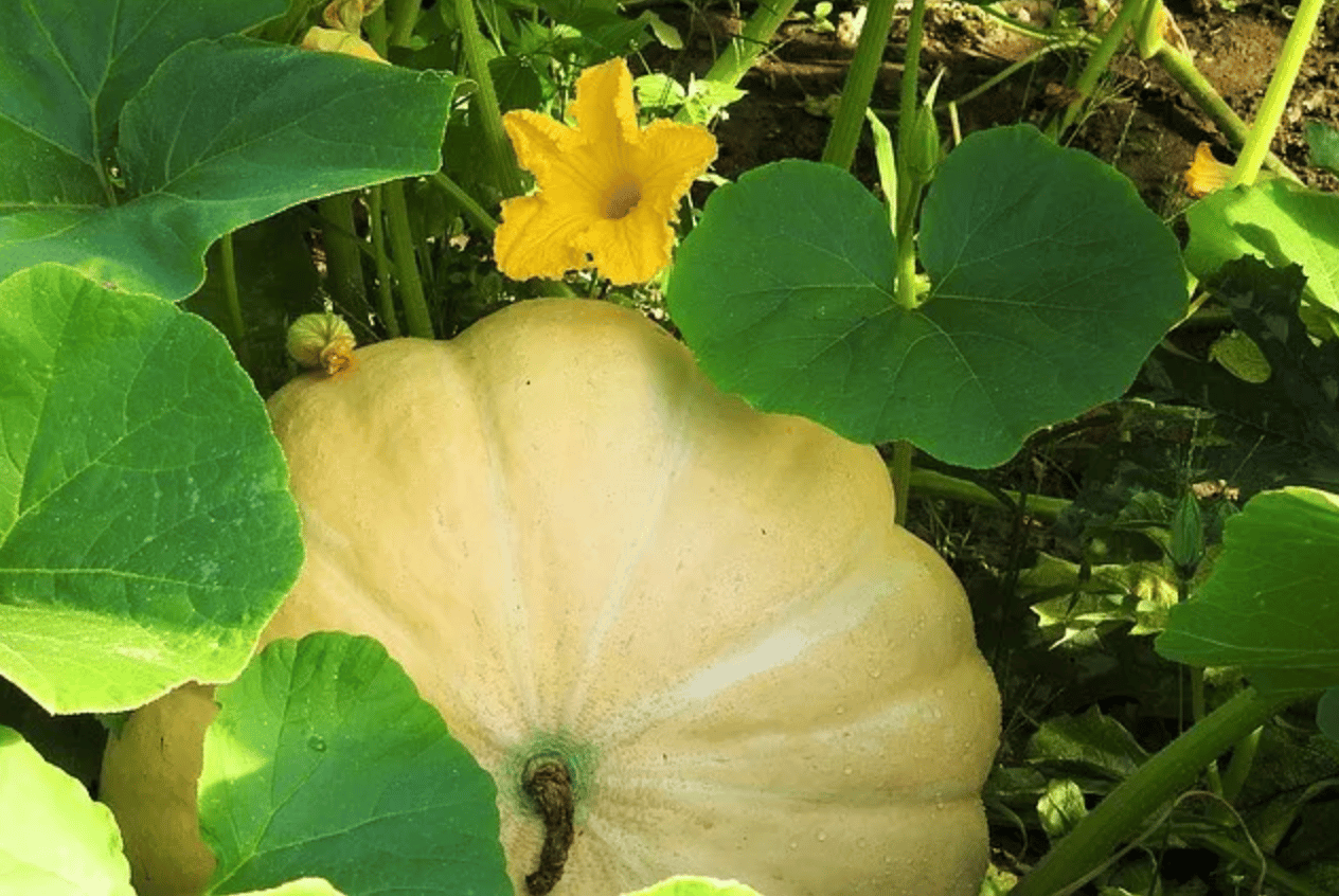 answered-are-pumpkin-leaves-edible