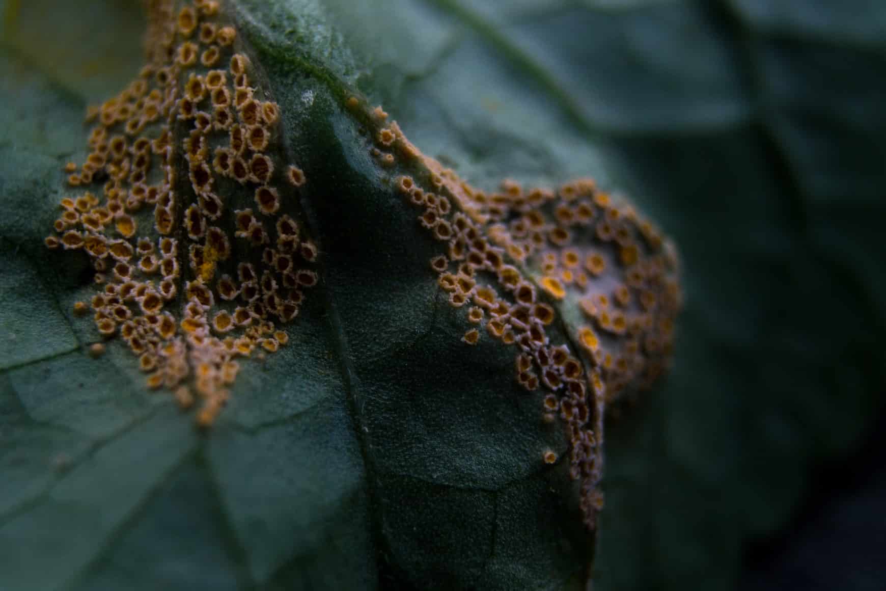 reasons for yellow leaves on plants