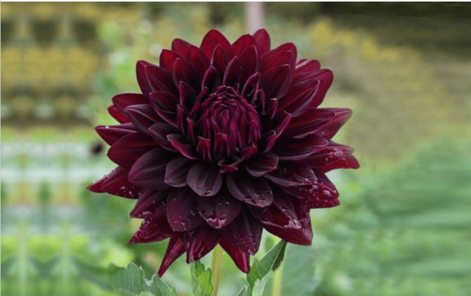 Black Dahlias Flower