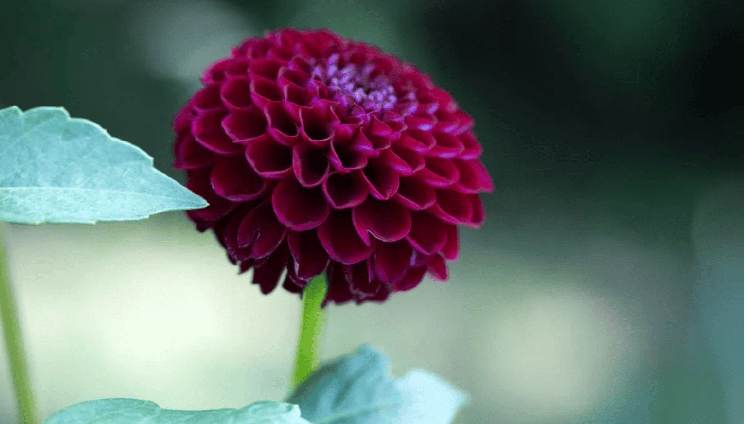 Black Dahlias Flower