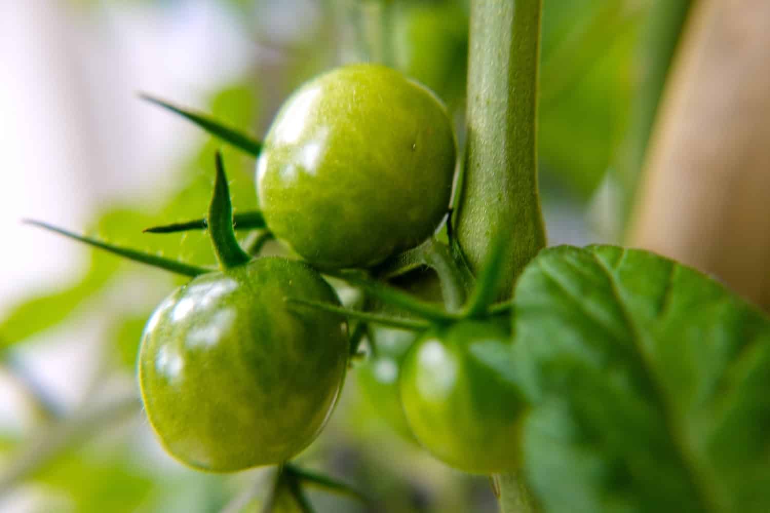 how to grow Plum Tomatoes