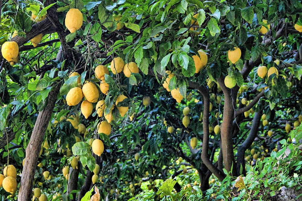 lemon tree grow
