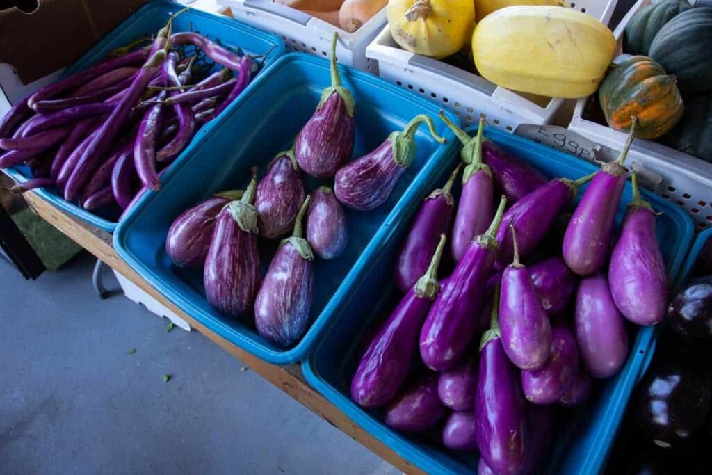 eggplants grow