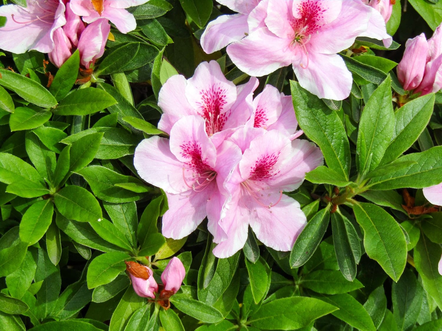 How to Plant, Grow and Care Azalea 6 grow and care azalea