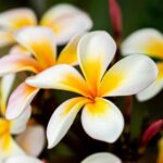 grow and care for plumeria