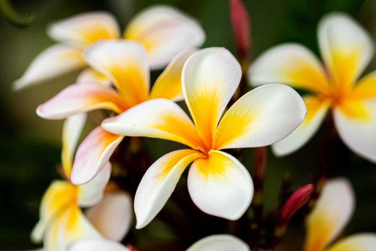 grow and care for plumeria