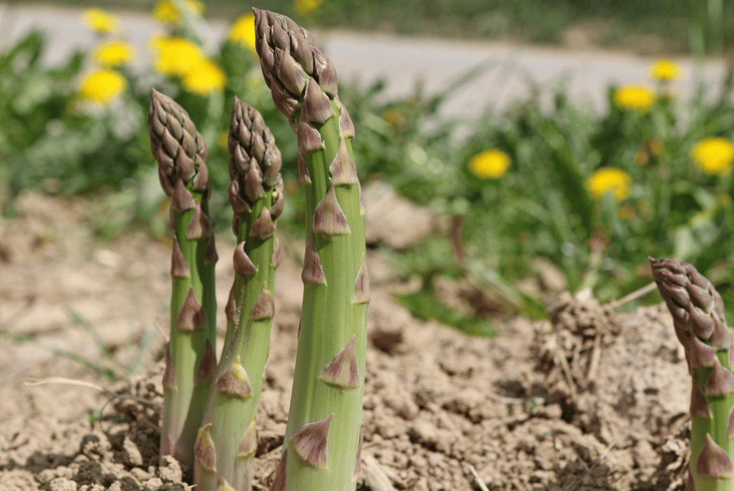 How to Plant, Grow and Care Asparagus 5 grow asparagus