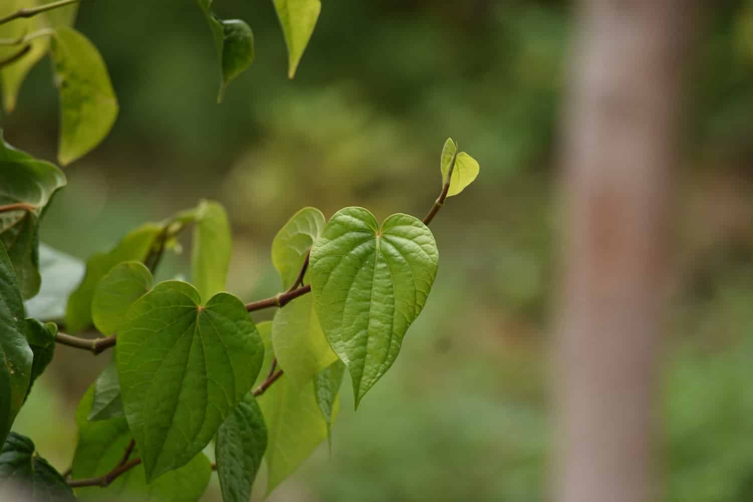 grow-betel-leaf-plant