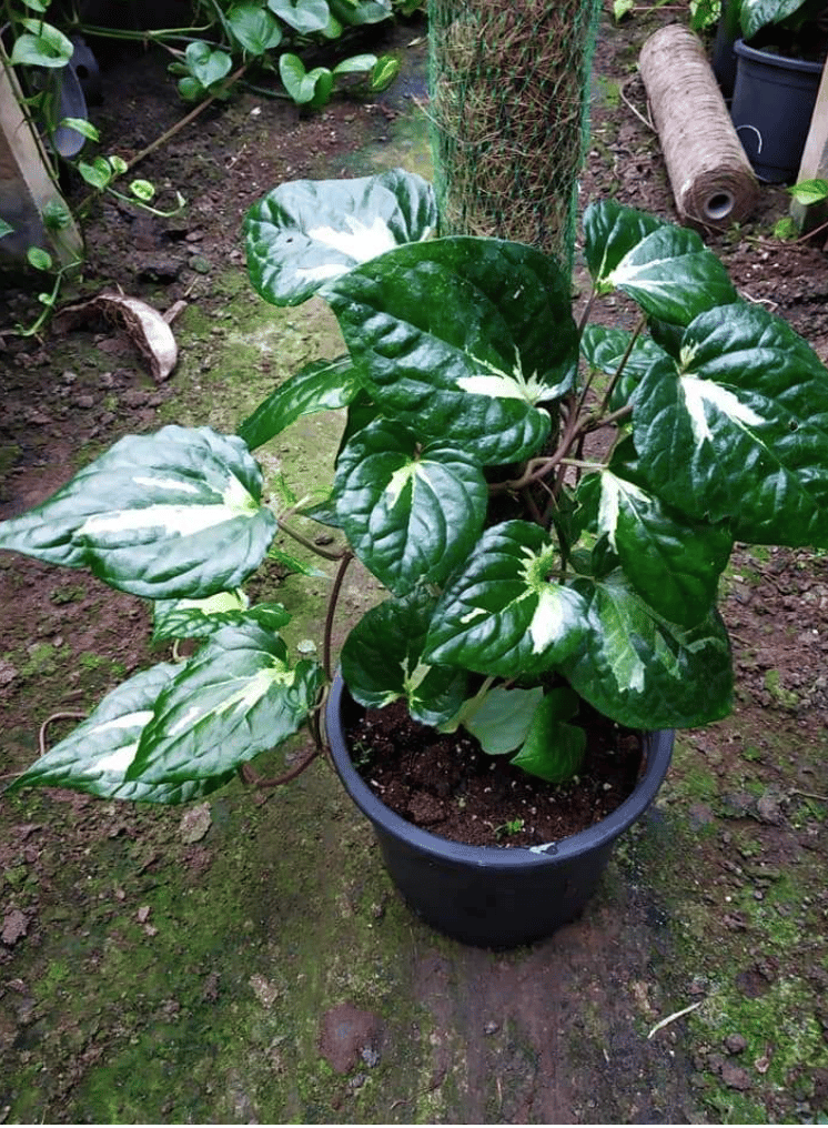 grow-betel-leaf-plant
