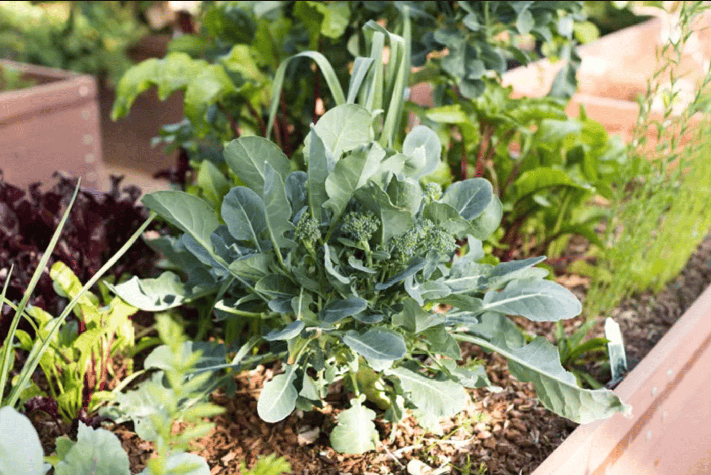grow broccoli at home
