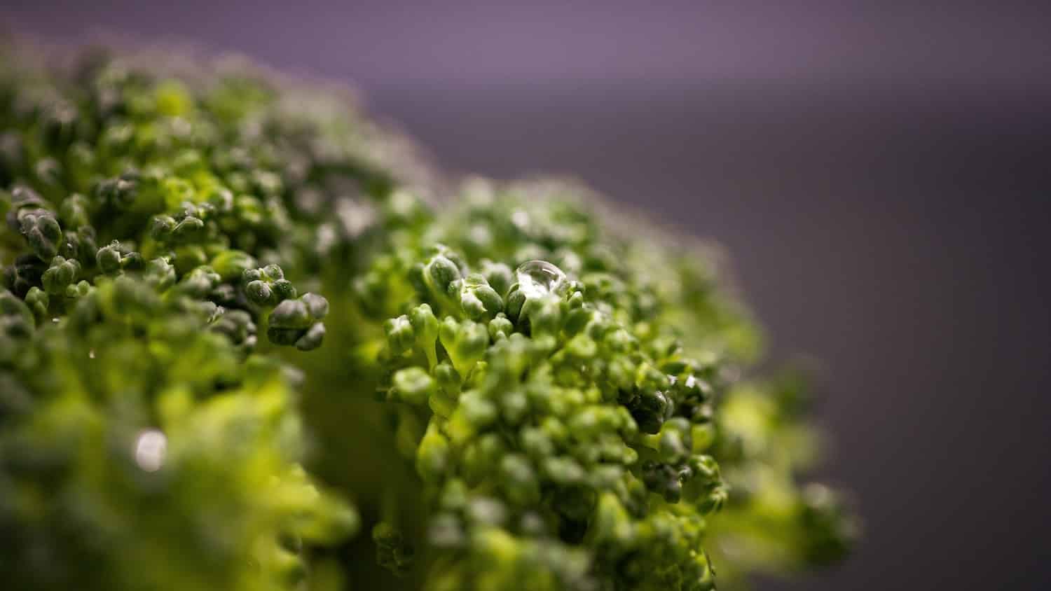 grow broccolli at home