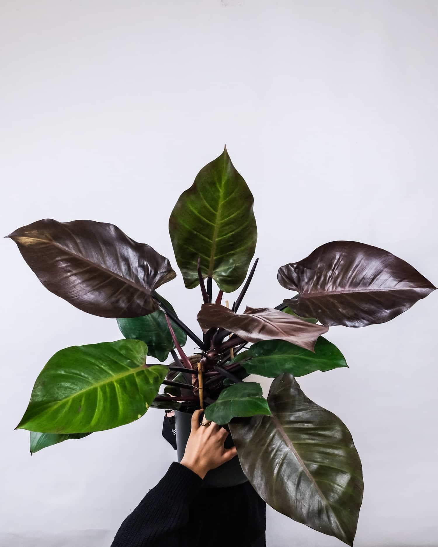 how to grow and care for philodendron