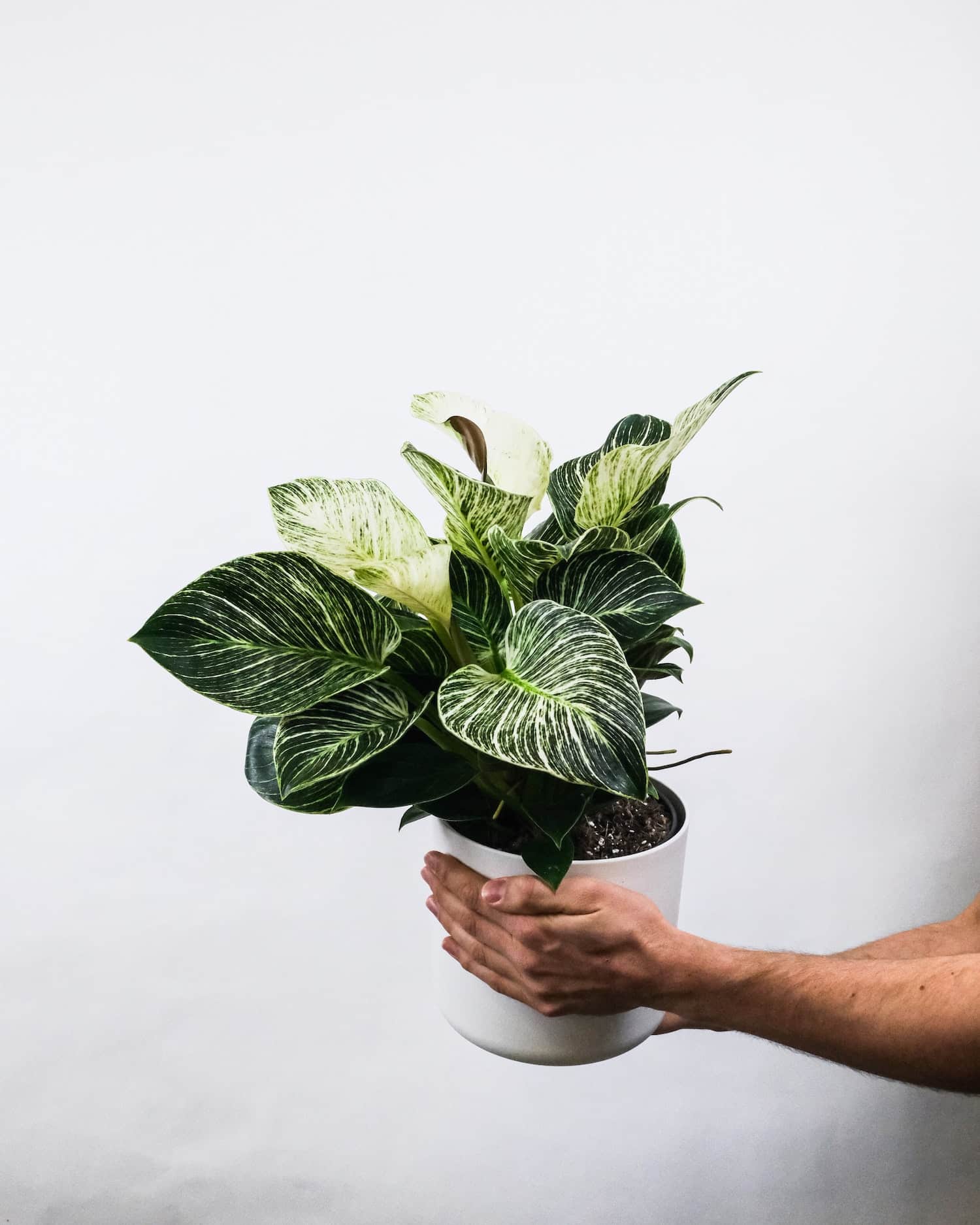 how to grow and care for philodendron