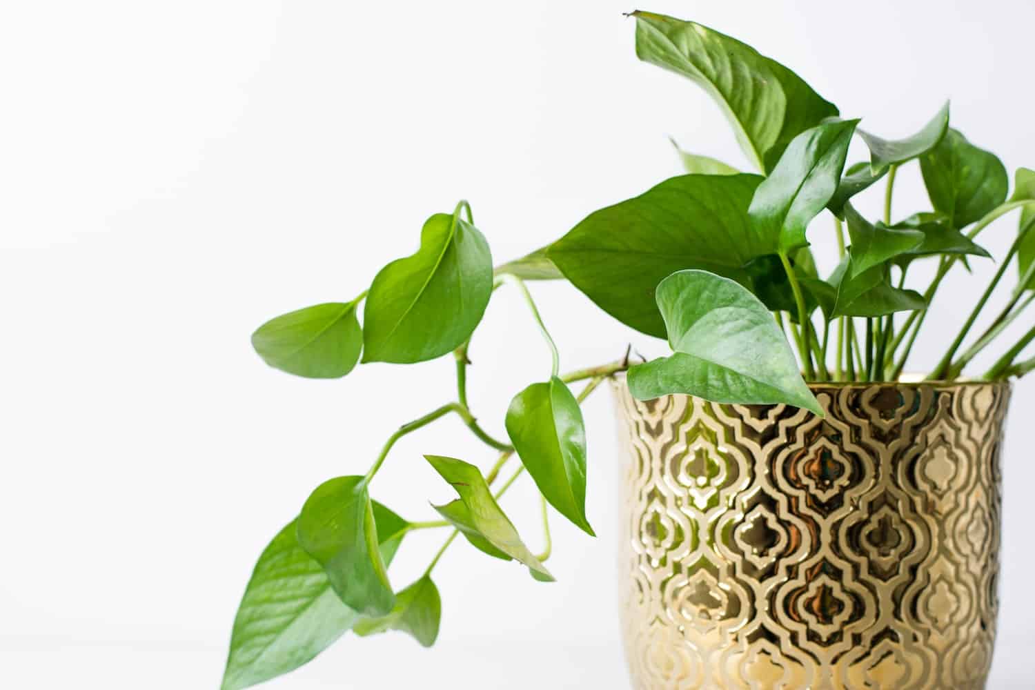 How to Propagate Pothos - Ultimate Guide 2 propagate-pothos