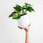 propagate pothos