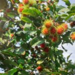 grow a rambutan tree