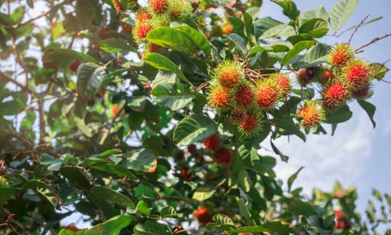 grow a rambutan tree