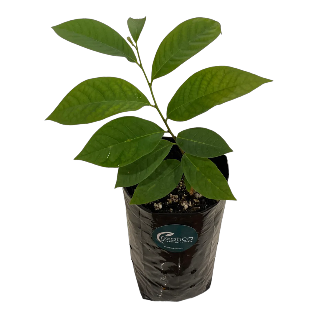 grow a rambutan tree