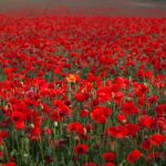 grow poppies