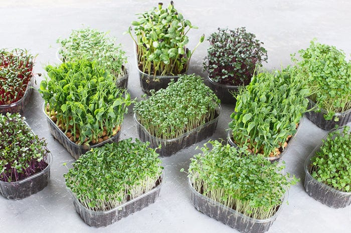 microgreens varieties 