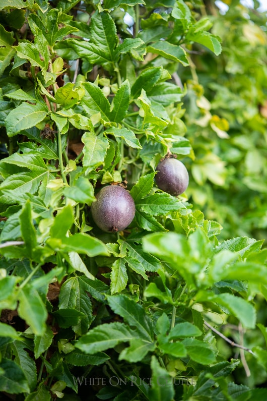 how to grow passion fruit