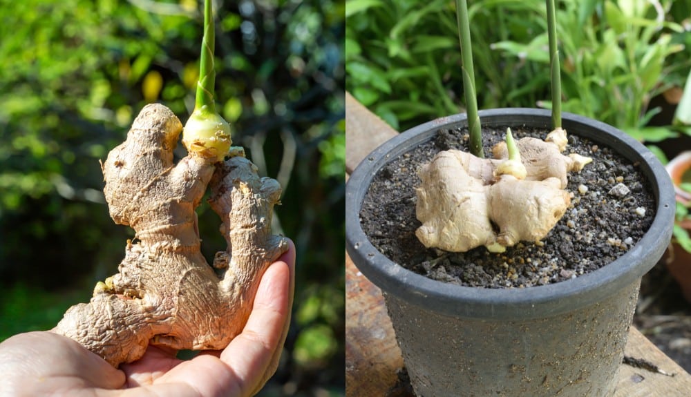 grow and care ginger plant