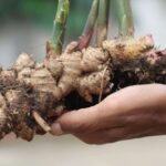grow and care ginger plant copy